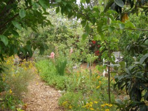 food forest 2