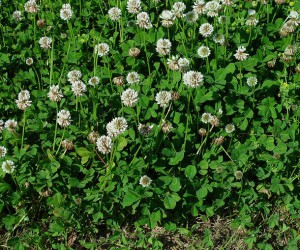 Trifolium_repens_plant